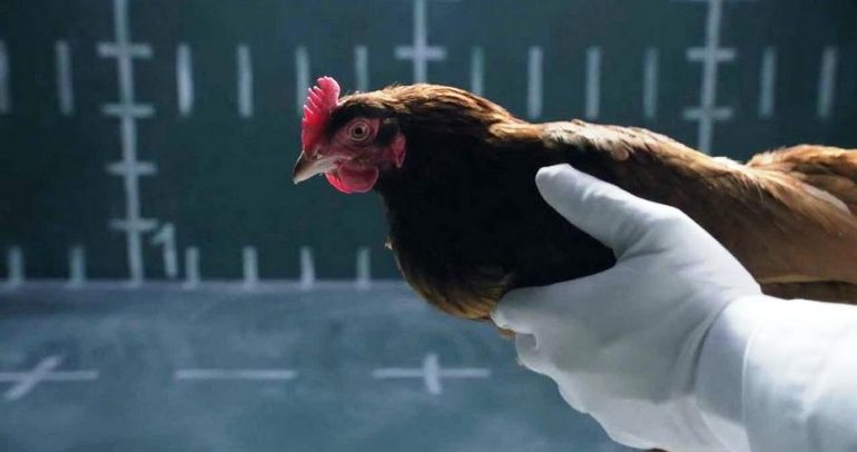 بالفيديو: ما علاقة الدجاج بمرسيدس وجاغوار